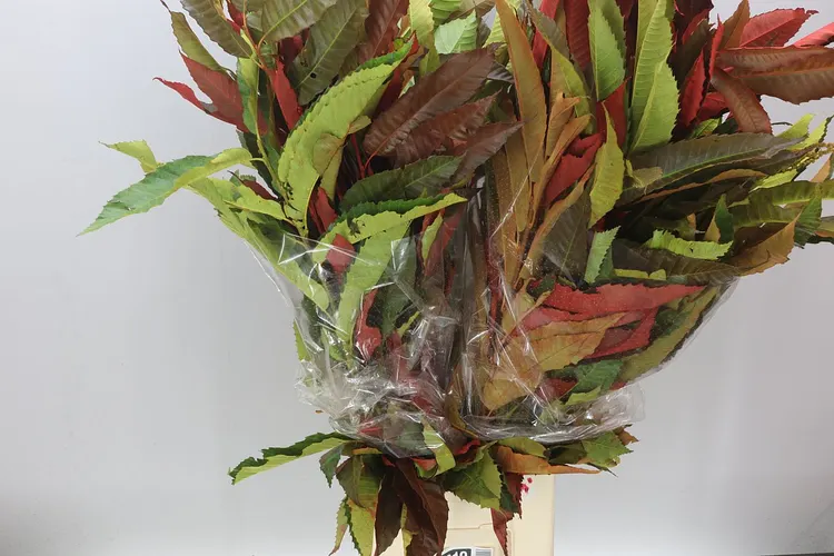 Castonga 100 cm