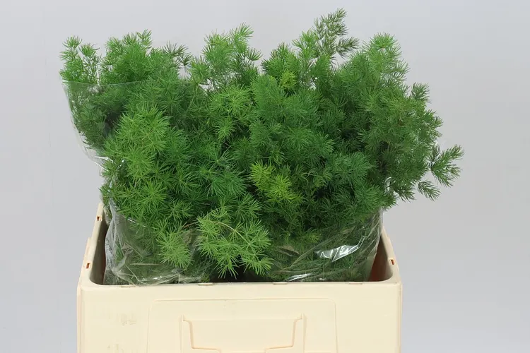 Asparagus Umbellatus 60 cm