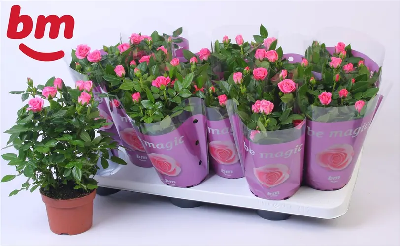 Rosa Jewel Roze črepník 10,5 cm