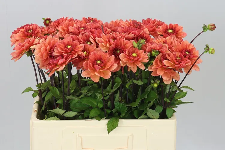 Dahlia Orange Girl 60 cm