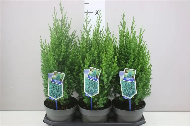 Ihličnany (Conifers)
