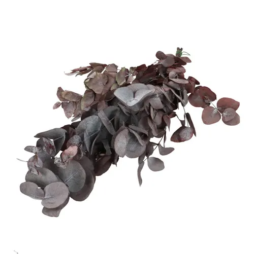 Stabilizovaný eukalyptus cinerea 70 až 75 cm, červený
