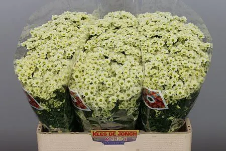 Sant Madiba Cream 55 cm