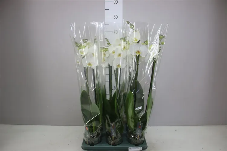 Orchidea Phalaenopsis Cambridge, 2 výhony črepník 12 cm