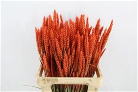 Wheat Orange, sušené 60 cm