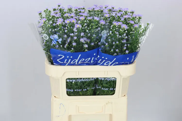 Aster Cassandra 70 cm