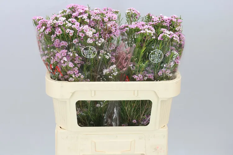 Voskovka Giselle 70 cm