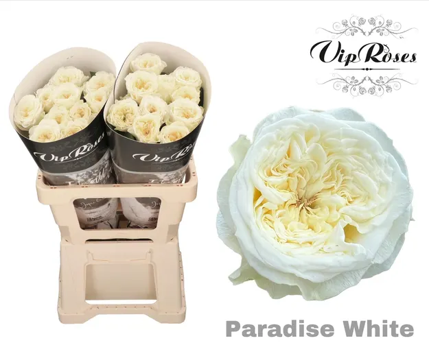 R Gr Paradise White X20 60 cm