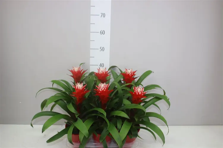 Guzmania Hope v keramike črepník 13 cm