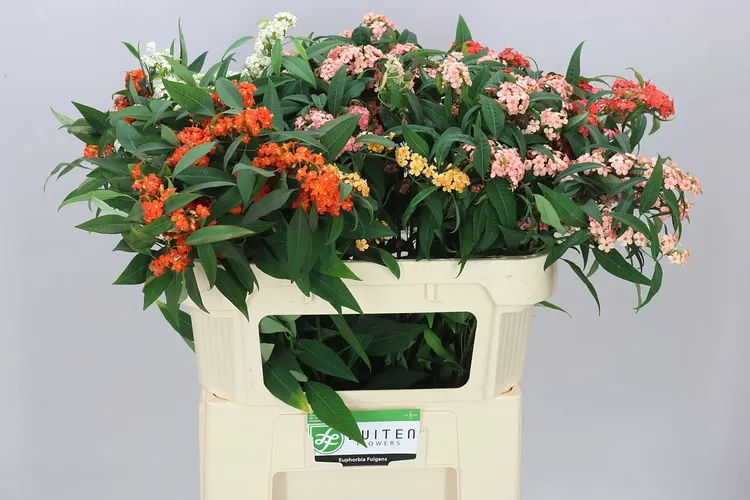 Euphorbia Fu mix 70 cm