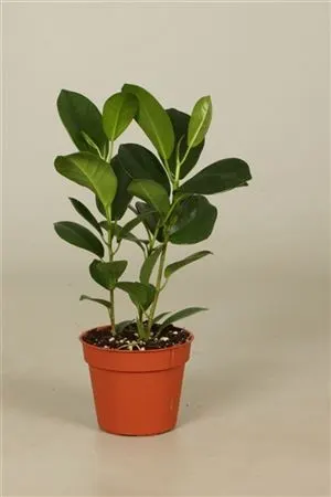 Ficus Moclame črepník 8 cm