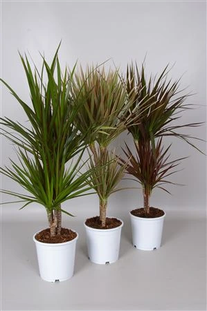 Dracéna mix 30-10 črepník 17 cm