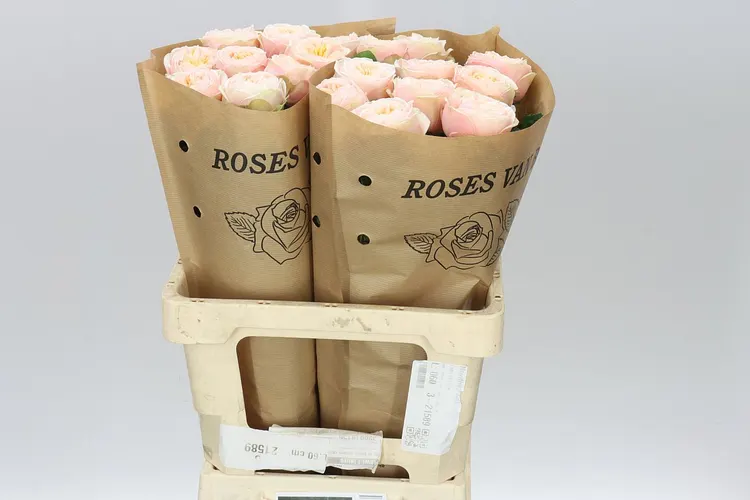 Rosa Gar Shiver! 60 cm