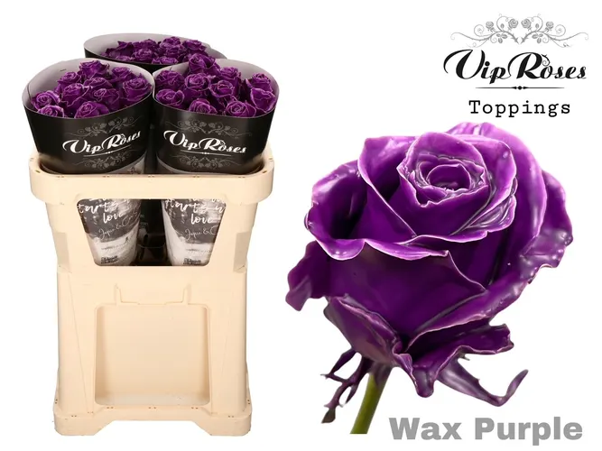 Ruža Wax Purple X30 998 70 cm
