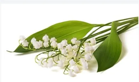 Konvalinky (Lily of the Valley)