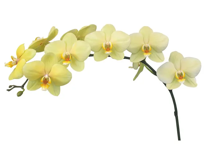 Orchidea Phalaenopsis Detroit X25