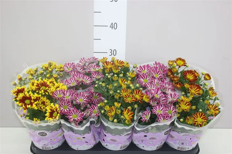 Chryzantéma črepníková mix 2 Kleurig črepník 12 cm
