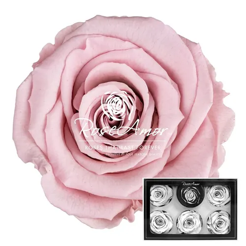 Stabilizovaná ruža XL ⌀ 6 cm, ružová PIN04