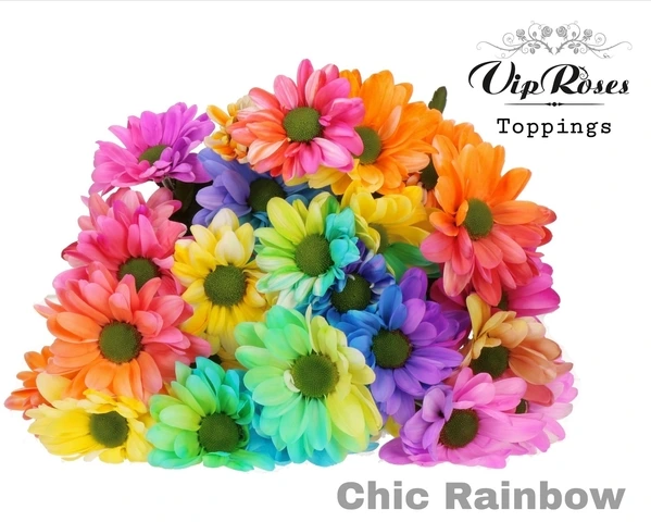 Chryzantéma trsová Chic Rainbow 65 cm