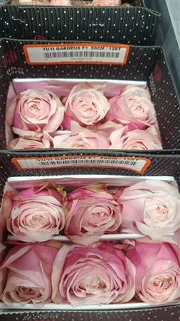 Rosa Gar Yuyi 40 cm