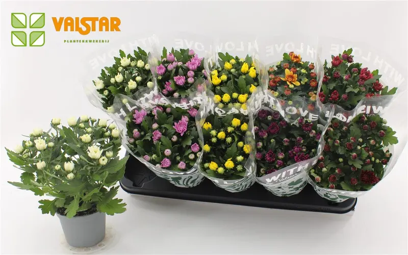 Chryzantéma črepníková mix plnokvetá črepník 12 cm