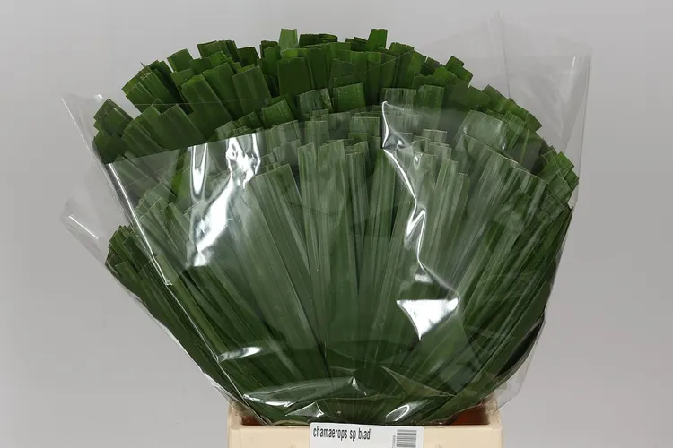 Chamaerops Sp Blad 50 cm