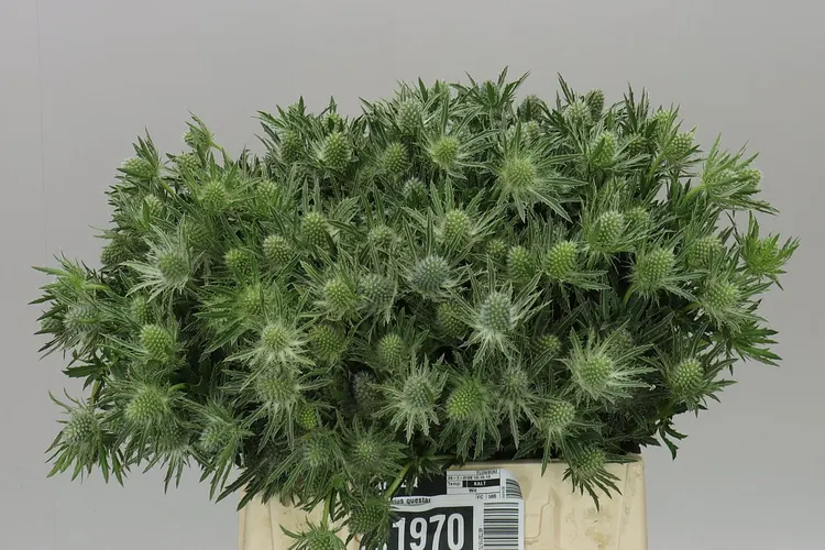 Eryngium Sirius 40 cm