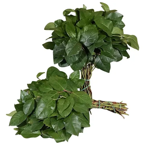 Salal Tips X12 45 cm