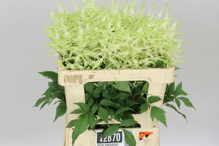 Astilbe Washingthon 55 cm