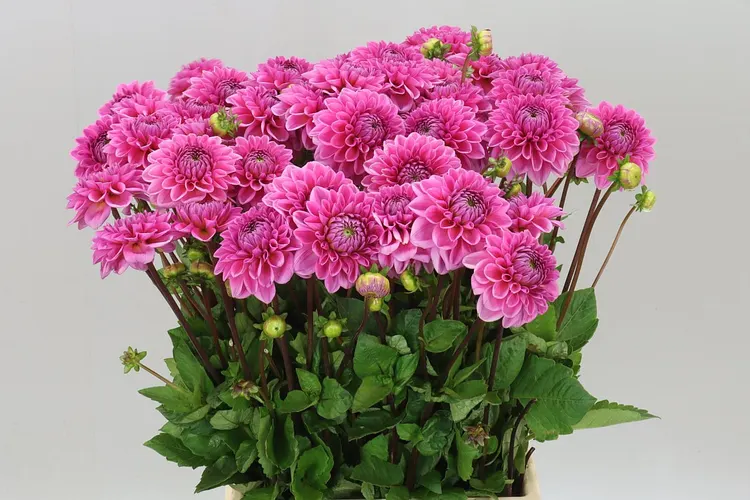 Dahlia Sandra 55 cm