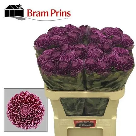 Chr G Bigoudi Purple 75 cm