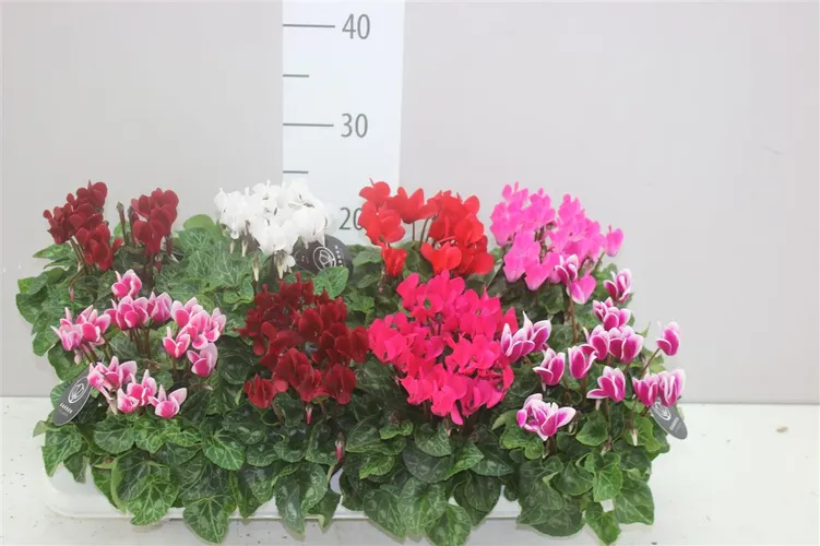Cyklámen malokvetý Patio mix črepník 10,5 cm