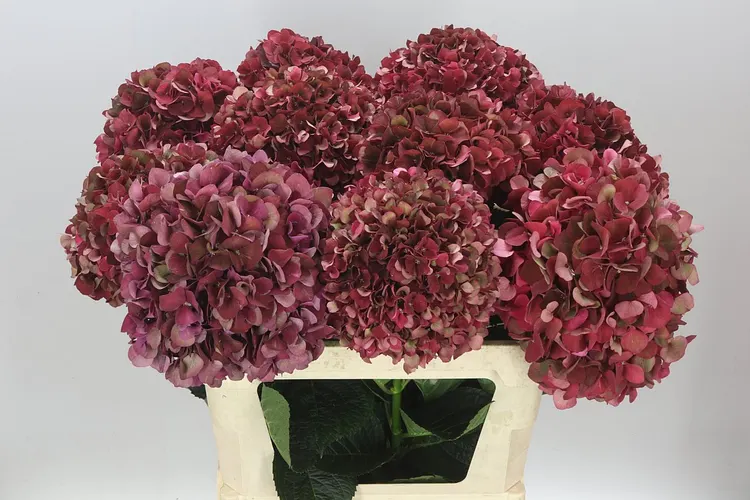 Hyd Rubyred Classic 80 cm