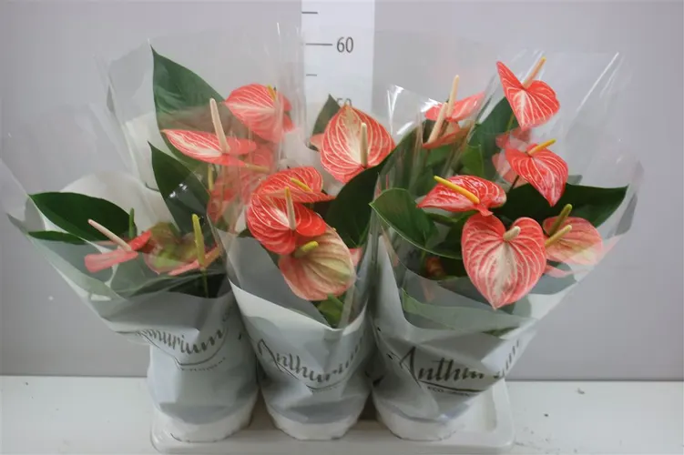 Antúrium Livium Orange črepník 17 cm