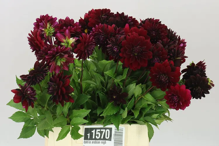 Dahlia Arabian Night 50 cm