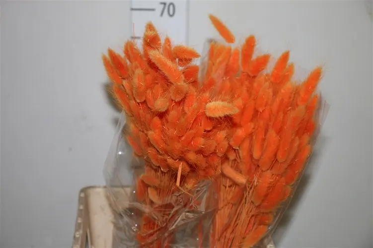 Dried Lagurus Orange 70 cm