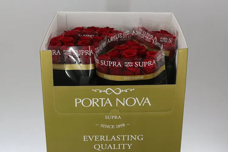 Ruža Red Naomi! Porta Supra 60 cm