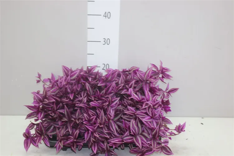 Tradescantia Pink Paradise črepník 10,5 cm