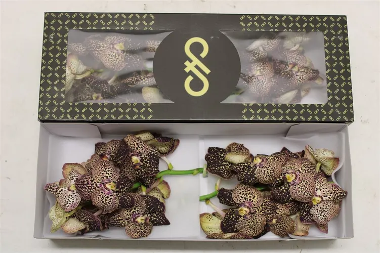 Vanda Su Oce Sangria