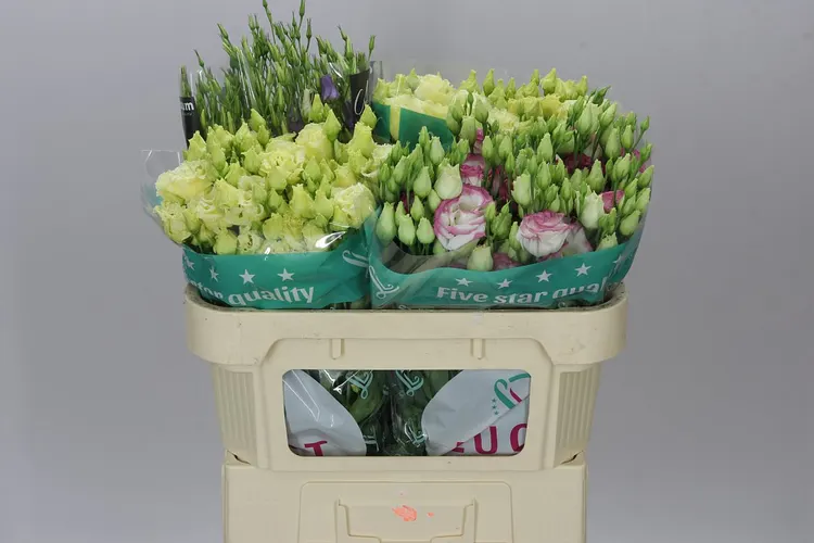 Eust Du Mixed 72 cm