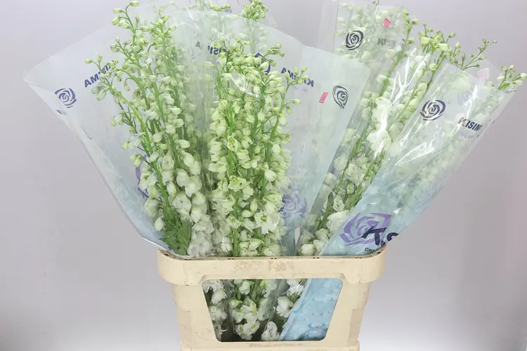 Delph El Guardian White 100 cm