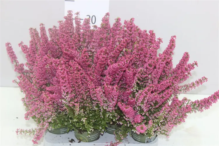 Vresovec Zo Beauty Queen Mini červený črepník 7 cm
