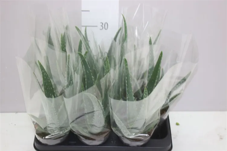 Aloe Vera črepník 10,5 cm