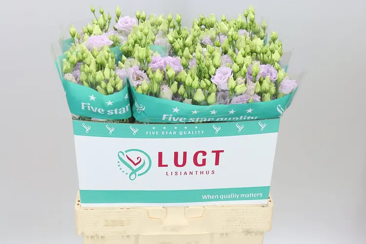Eust Du Alissa Lavender 70 cm