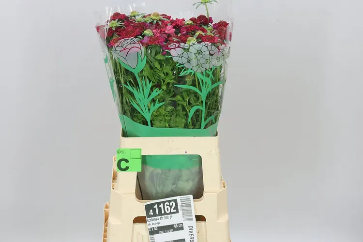 Scabiosa Atr Hot Pink Scoop 65 cm