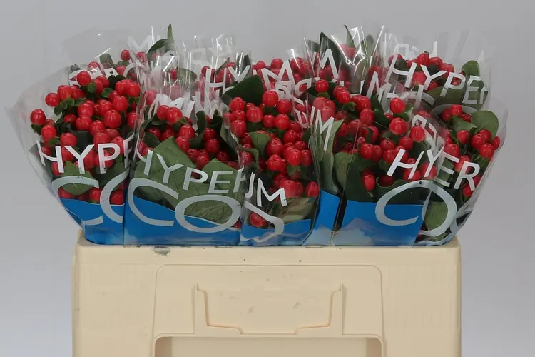 Hyp Coco Tango 50 cm