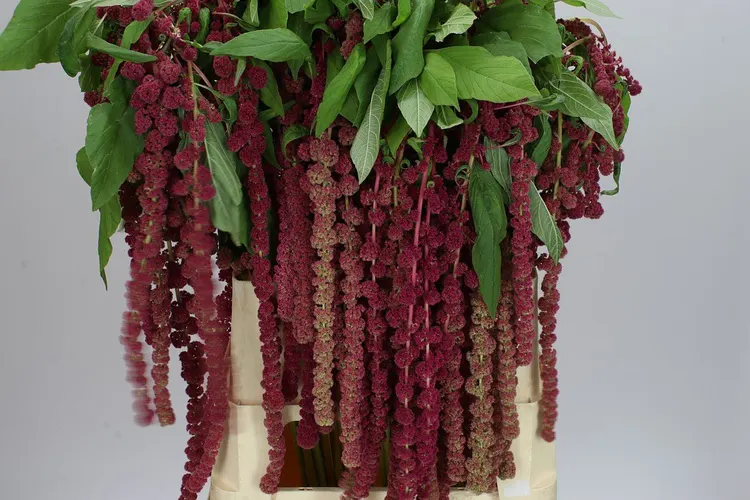 Amarant Ca Rosary 80 cm