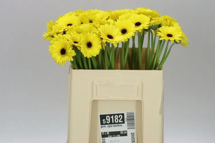 Germ. Aqua Sunshine 50 cm