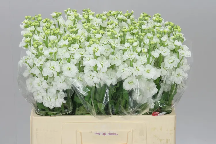 Matthiola White 60 cm