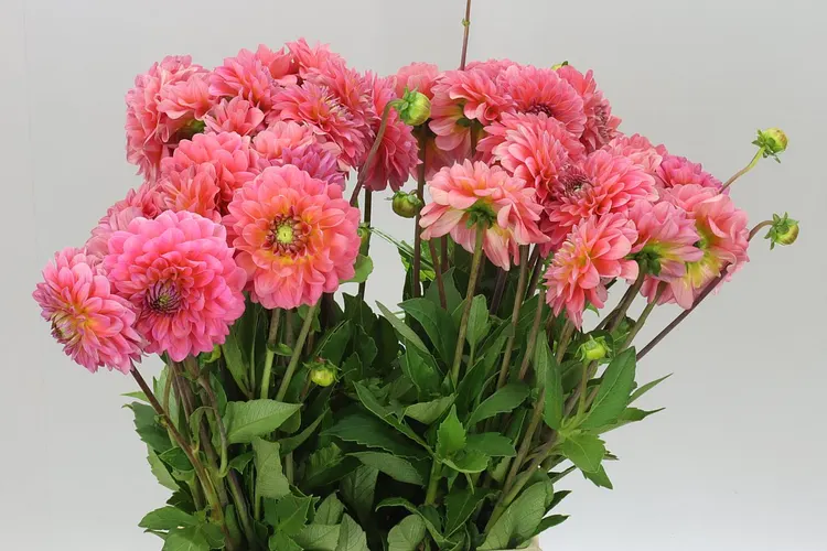 Dahlia Pink Runner 55 cm